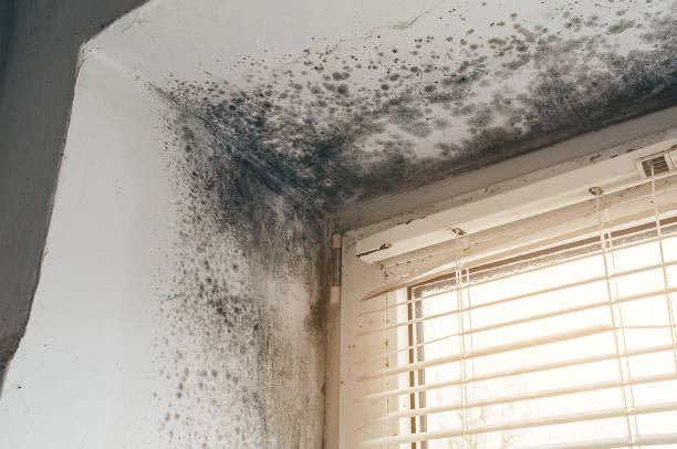 Affordable Attic Mold Remediation solutions in Mercersburg, PA